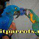 Птенцы- выкормыши крупных видов попугаев из европейских питомников в Москве